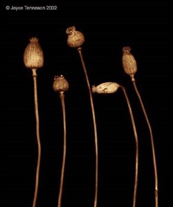 Image description is not available for 2015.033